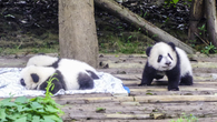 Центр изучения и разведения большой панды В Чэнду