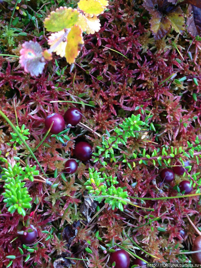 клюква Мурманская область, Россия