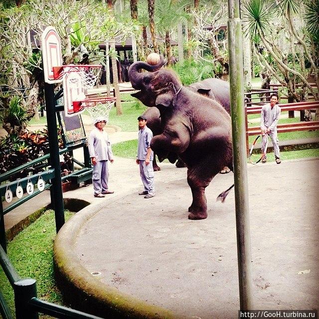 Парк слонов Бали, Индонезия