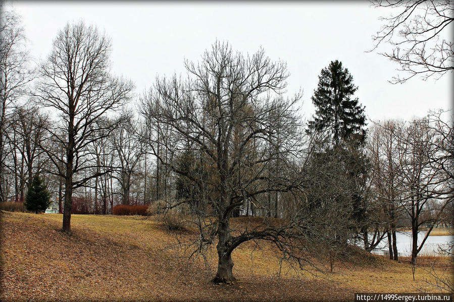 Парк Ораниенбаум. Деревья, не потерявшие свои корни Ломоносов, Россия