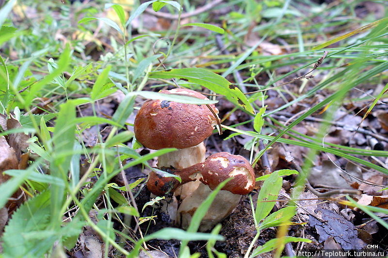 Белые грибы Ижевск, Россия