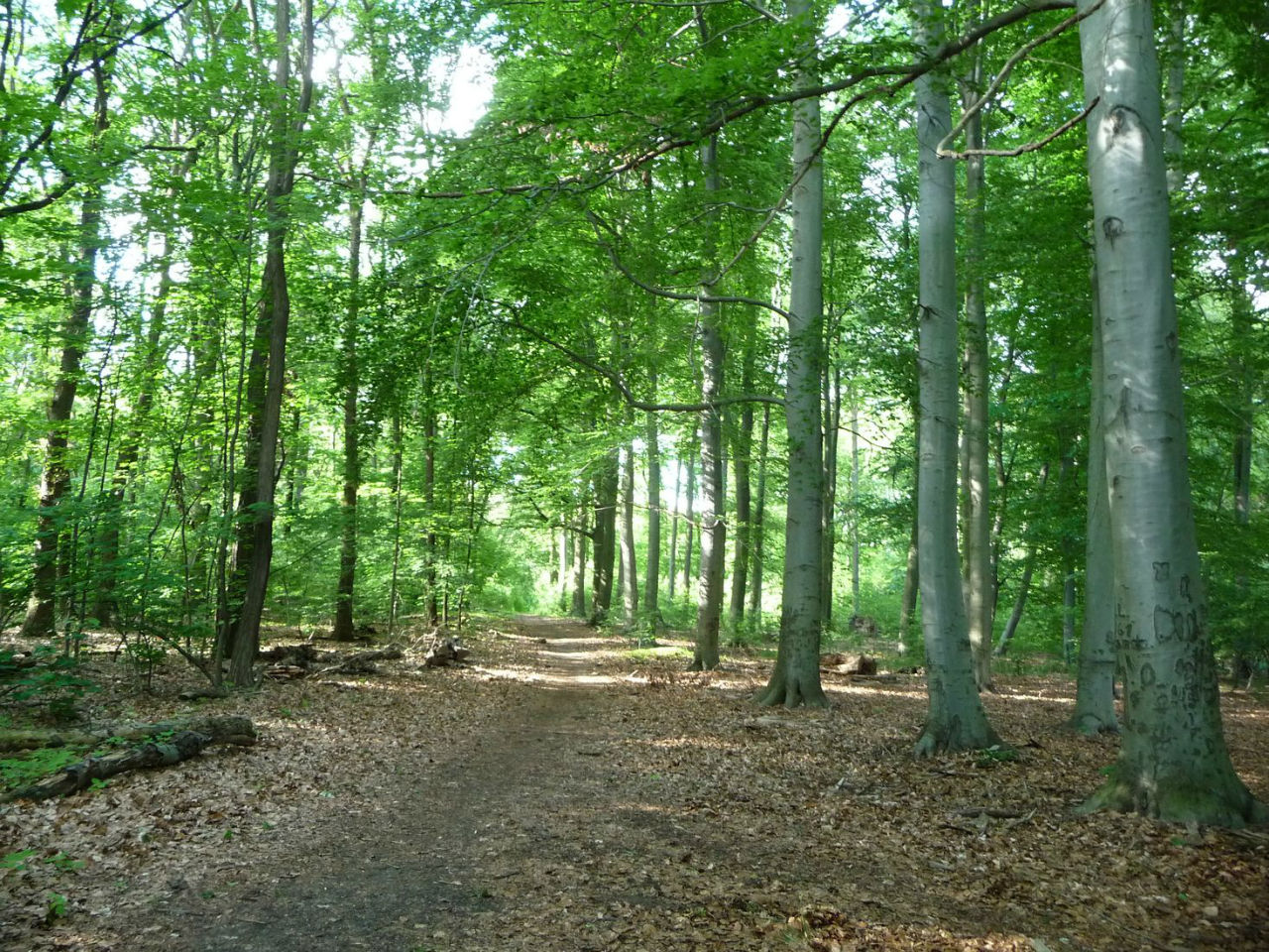 Кенигсвальд (Королевский Лес) / Königswald (Kings Forest)