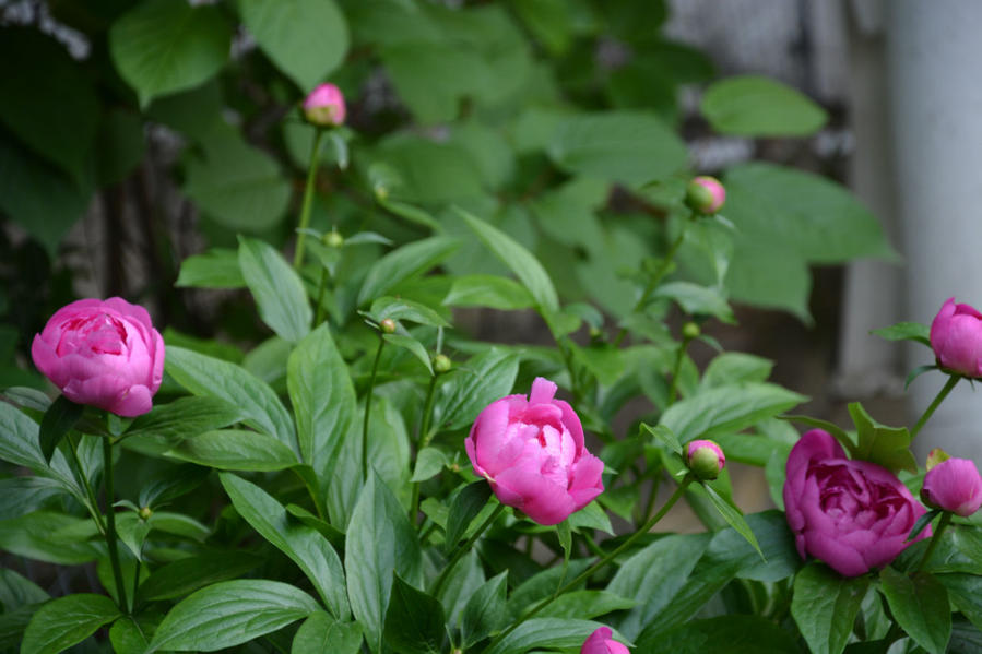 Ода пионам Москва и Московская область, Россия
