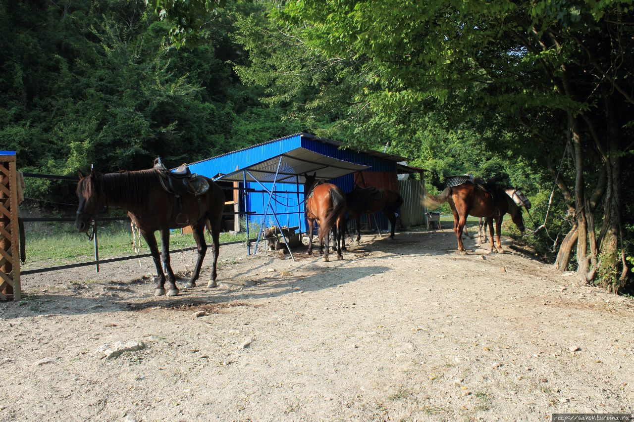 Лошади в Пляхо Новомихайловский, Россия