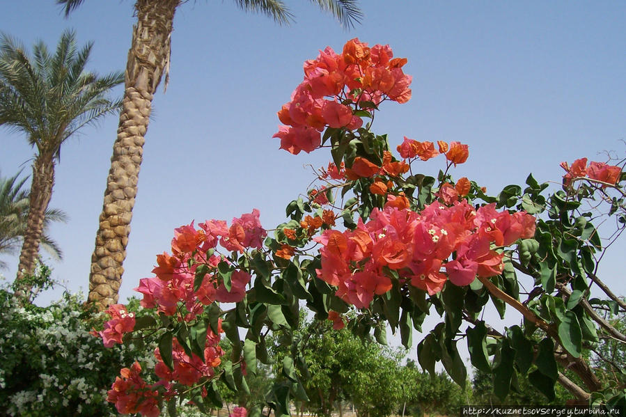 Вода Нила из озера Насера дает жизнь растительности Абу-Симбел, Египет