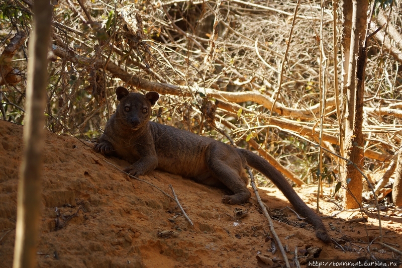 Фосса Киринди Митеа Национальный Парк, Мадагаскар