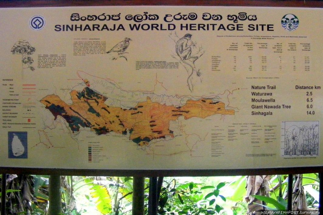 Синхараджа Национальный парк Синхараджа Национальный Парк, Шри-Ланка