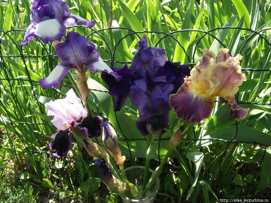Новости ирисового сада — 2014 (1)