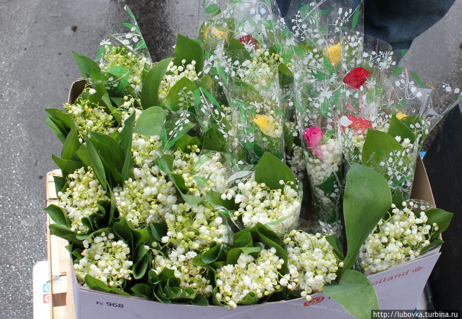 Ландыш  (Convallaria majalis) Франция