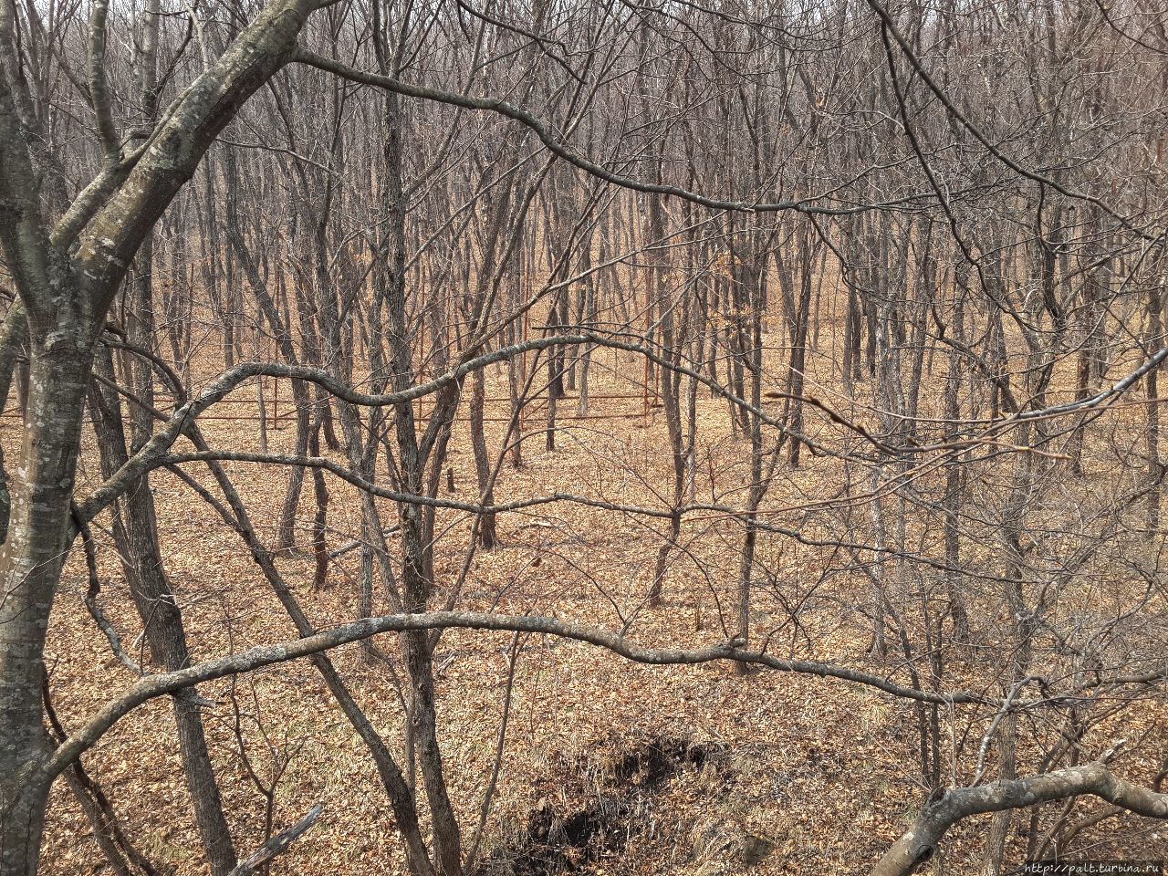 Долинный лес в парке львов в апреле Шкотово, Россия