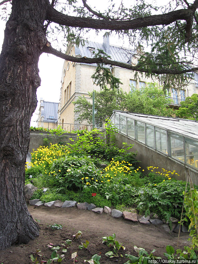 В ботаническом саду Хельсинки Хельсинки, Финляндия