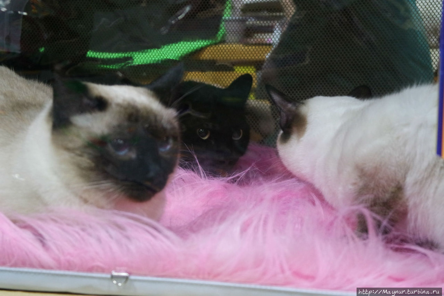Кошки тайские. Южно-Сахалинск, Россия