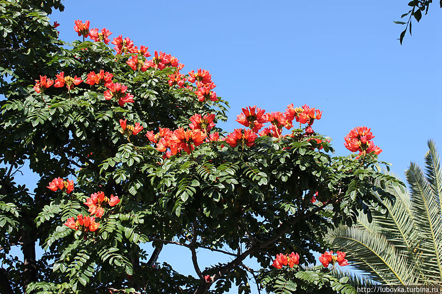 Африканское тюльпанное дерево, Спатодея колокольчиковая, (Spathodea campanulata) Санта-Крус-де-Тенерифе, остров Тенерифе, Испания