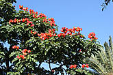 Африканское тюльпанное дерево, Спатодея колокольчиковая, (Spathodea campanulata)