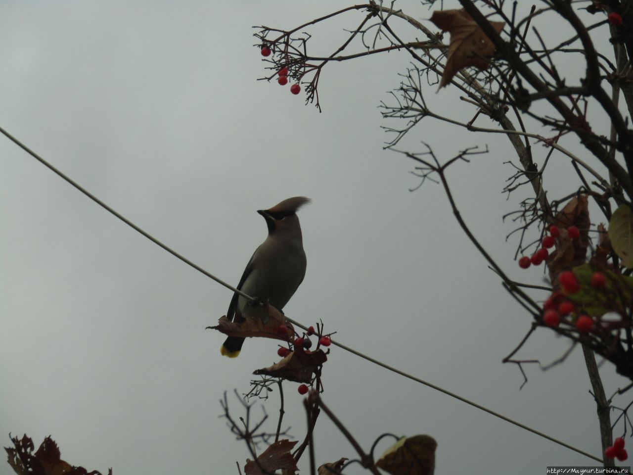 Прилетели свиристели. На калину сели. 