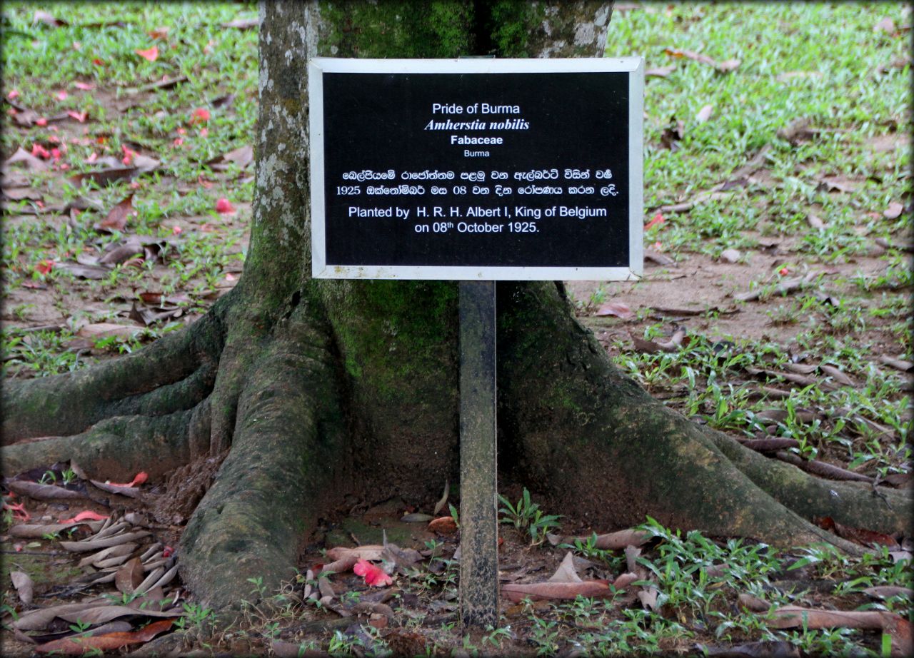 Королевский ботанический сад Канди, Шри-Ланка