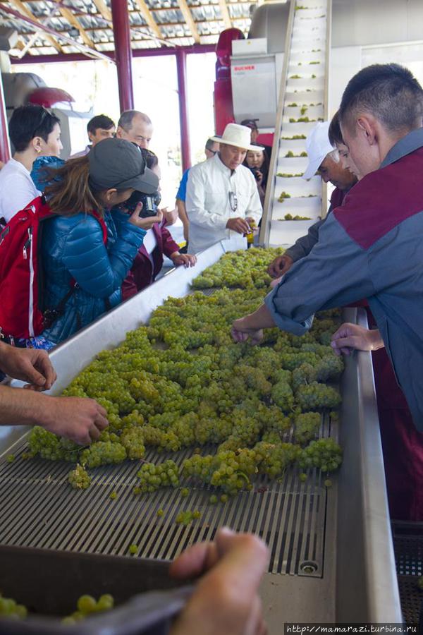 Правила казахского винодела Тургень, Казахстан