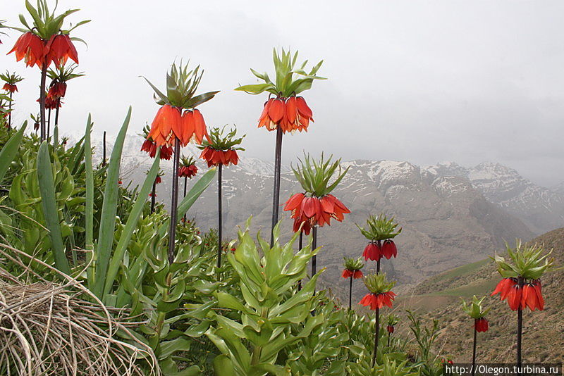 Цветочки Зяблики, иранцы их нежно называют Лоли Хорремабад, Иран