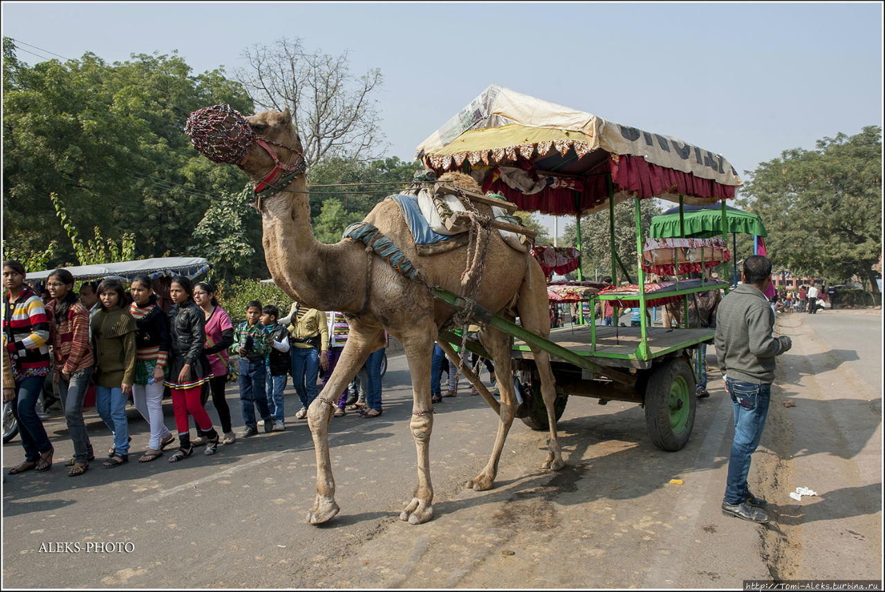 Верблюды на подступах к Мавзолею (Индийские Приключения ч55)
