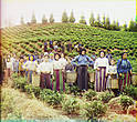 Кутаисская губерния, Батумский округ. Группа рабочих на сборе чая