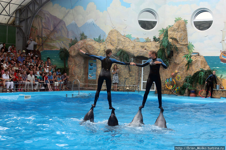 Дельфинарий 