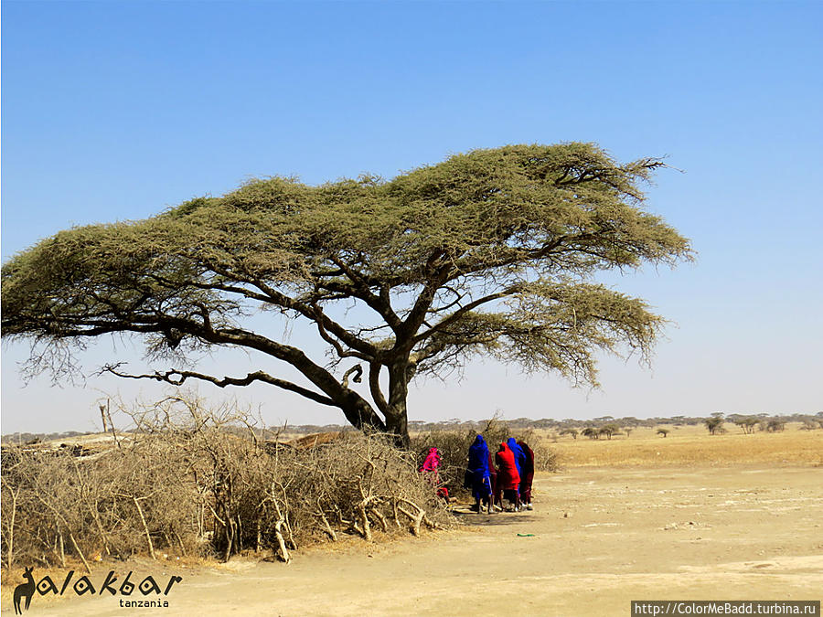 а под такими деревьями массаи совещаются Танзания