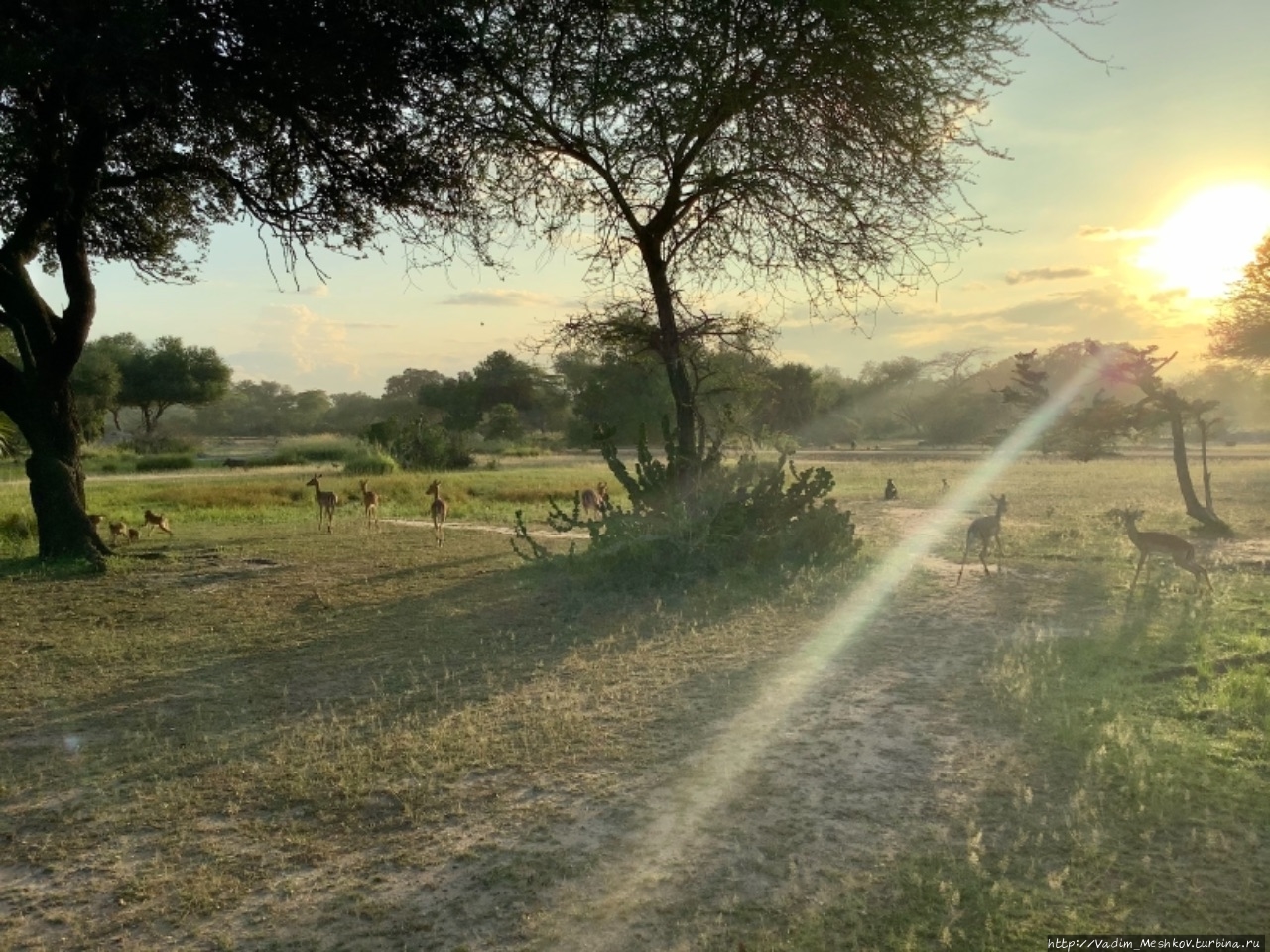 Рассвет в саванне Заказник Селус, Танзания
