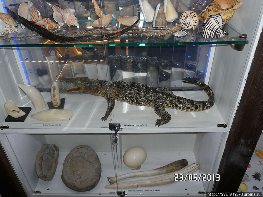 Чучело нильского крокодила Башкортостан, Россия