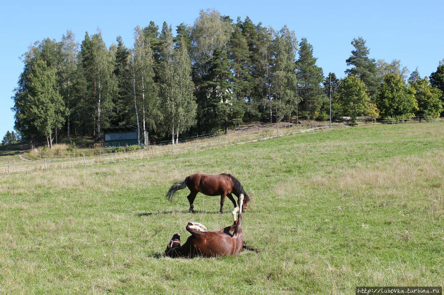 Финские лошади или Удивило, умилило и порадовало - 4