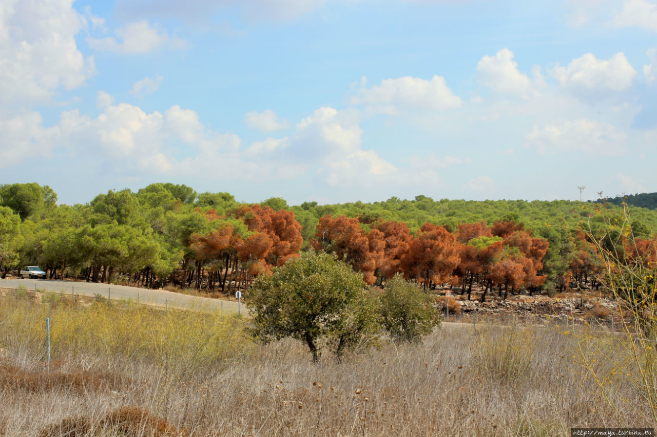 Ведь видно же, что осень?
