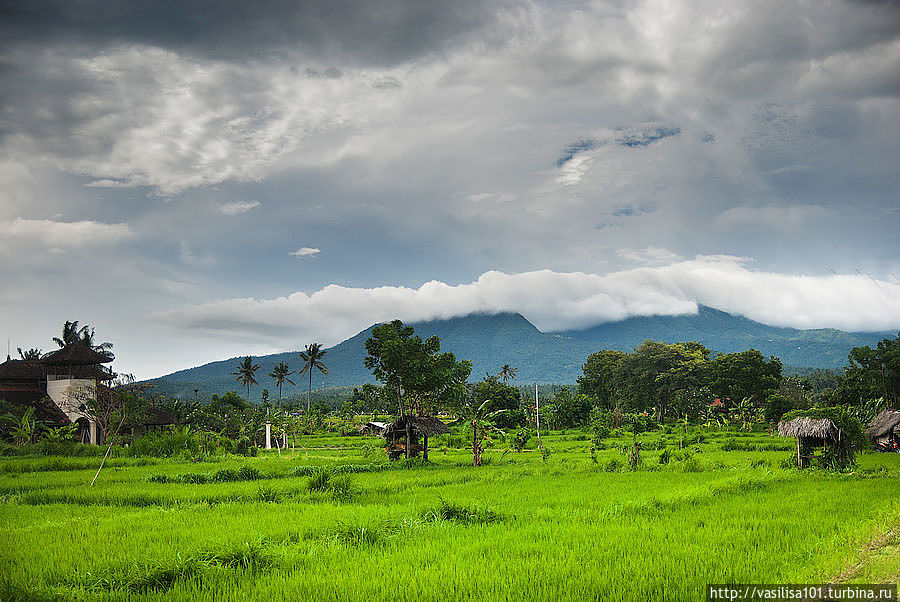 Рисовые поля по дороге к дворцу Бали, Индонезия