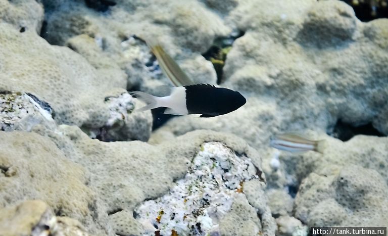 Двуцветный хромис (Chocolatedip chromis) Набк, Египет