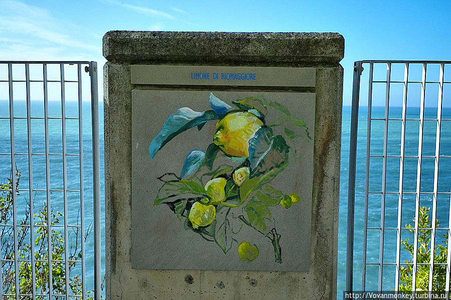 Чинкве Терре 1: Утро в Риомаджоре Риомаджоре, Италия