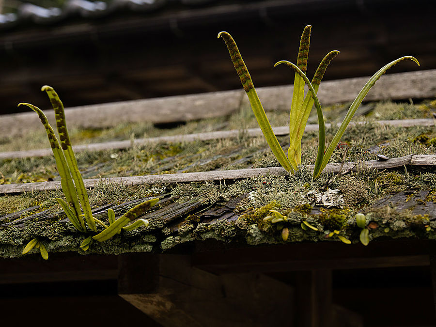 Папоротники растут из крыши. Очень напоминает мне домашние американские края. Тоттори, Япония