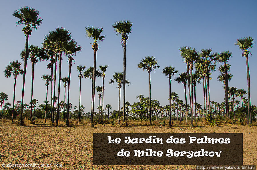 Cенегал. Пальмовый сад. Заключение. Мбур, Сенегал