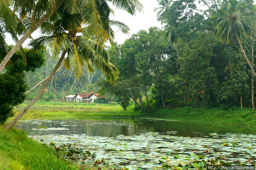 Озеро   искусственное.  Оно   предназначено   для  орошения  рисовых   полей. Тангалла, Шри-Ланка