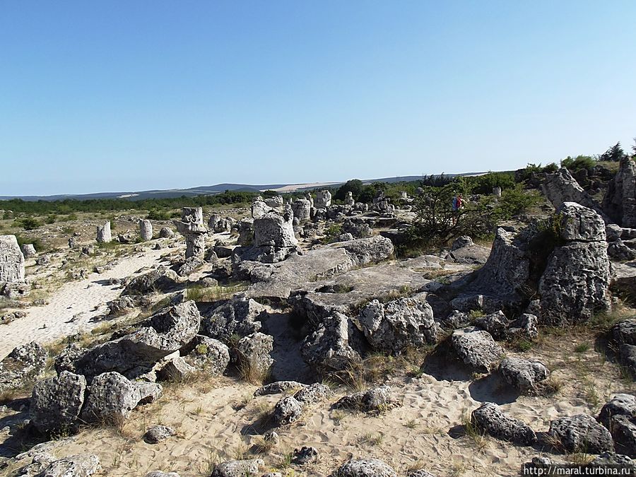 До сих пор учёные ломают голову над происхождением «Каменного леса»