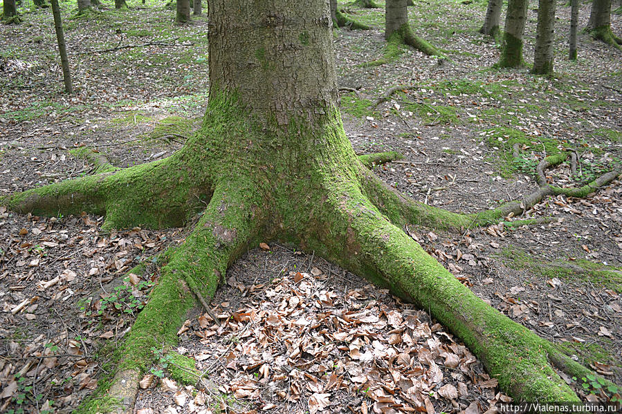 Такой сказочный лес на острове Кимзе, Германия
