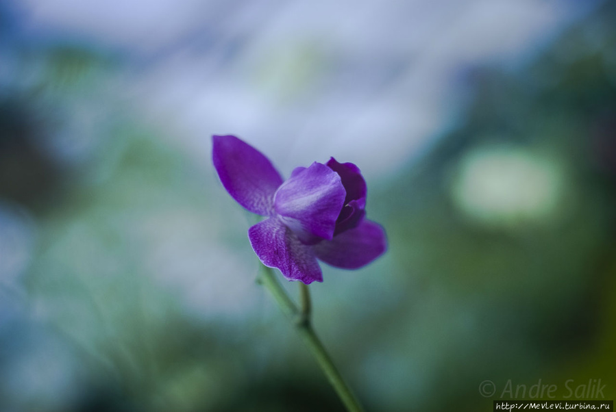 В Ботаническом саду Рига, Латвия