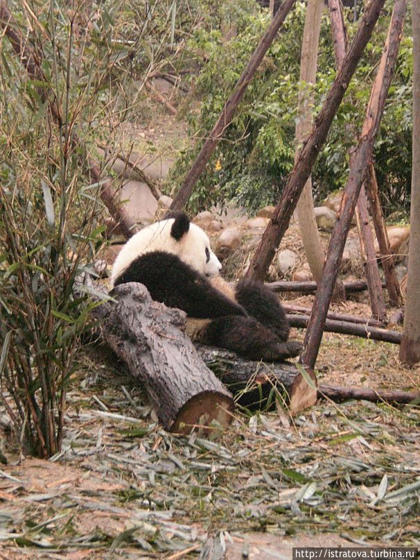 Большая панда, или как их еще называют Бамбуковый медведь Чэнду, Китай