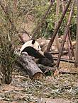 Большая панда, или как их еще называют Бамбуковый медведь
