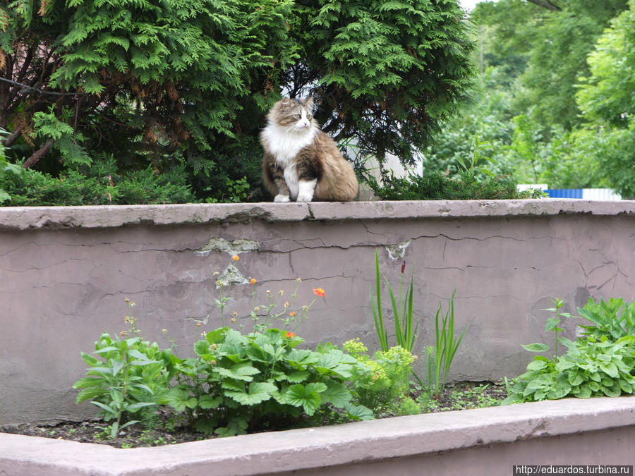 Мурчащие коты, яркие и не очень))) Санкт-Петербург, Россия