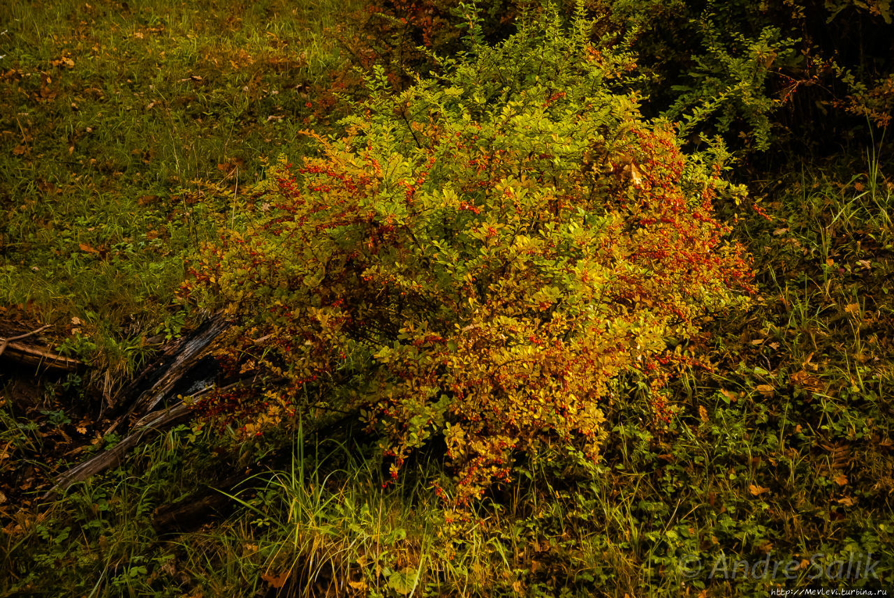 Тропа вокруг МЕЛЬНИЦЫ ИЕРИКИ Цесис, Латвия