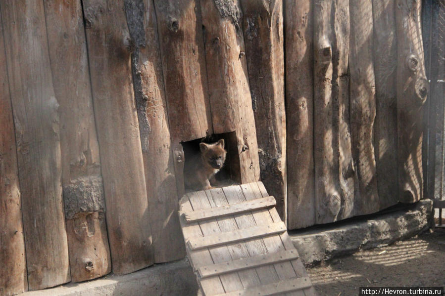 Звериная весна Пермь, Россия