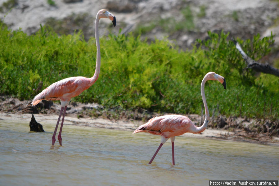 Розовые фламинго Рио-Лагартос Национальный Парк, Мексика