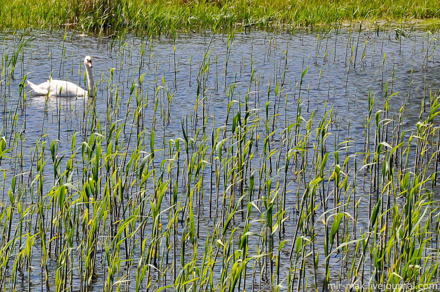 И по традиции, в завершении рассказа — фото представителя местной фауны. Исаево, Украина