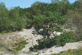 Растительность в дюнах специфичная — попадаются небольшие низкорослые сосны.