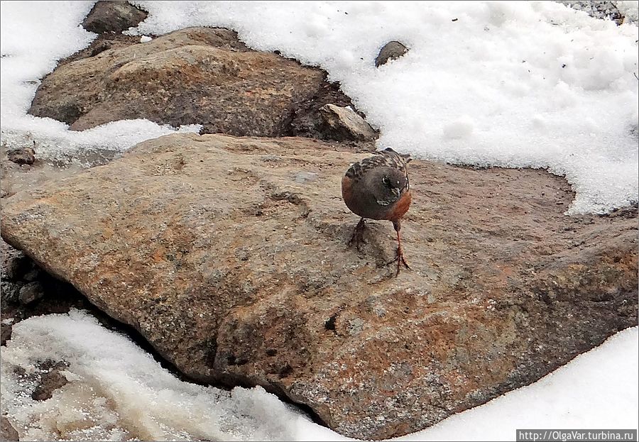 И тут появляется она — маленькая птаха с кирпичной грудкой, которую поначалу приняла за воробья. Она резво перепрыгивала с камня на камень, словно звала поиграть в пятнашки.  В погоне за ней, вернее, чтобы её сфотографировать, даже забыла об осторожности, перестав следить за тропою. И когда только та перелетела на край обрыва, усевшись на камень,  поумерила свой пыл — у меня-то крыльев нет