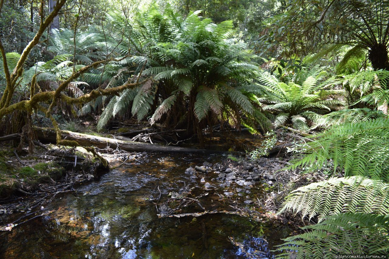 Водопад Рассел Национальный парк Маунт Филд, Австралия