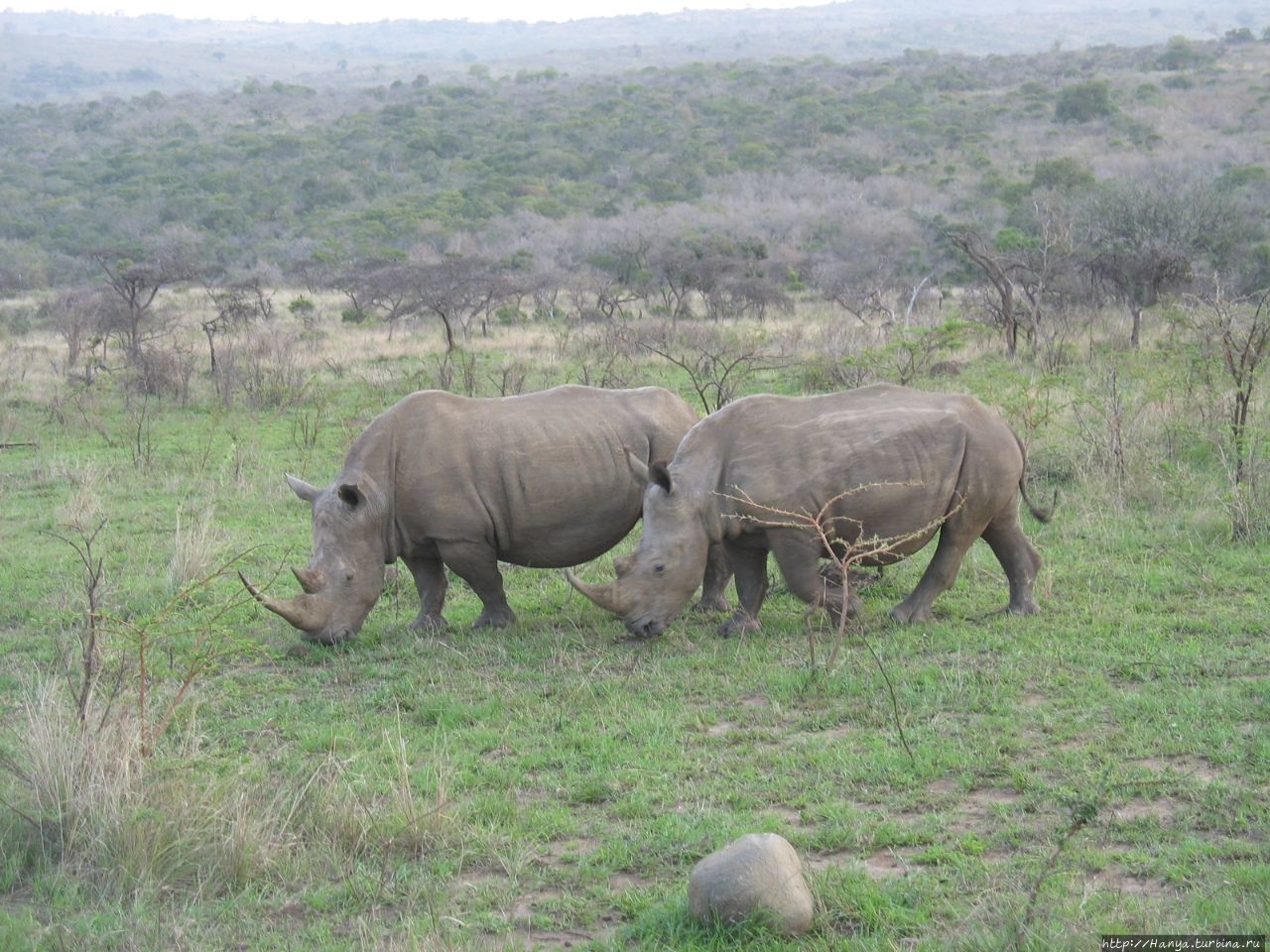 Парк Hluhluwe Imfolozi Game Reserve Шлушлуве-Умфолози Национальный Парк, ЮАР
